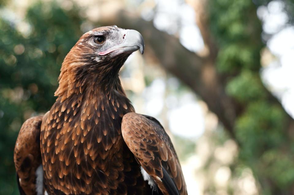 The Wedge-tailed Eagle is the largest bird of prey in Australia today. Shutterstock