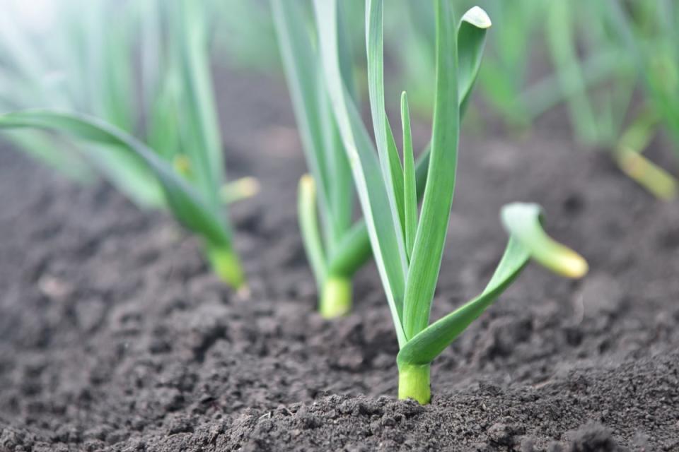 Young garlic plants in garden.