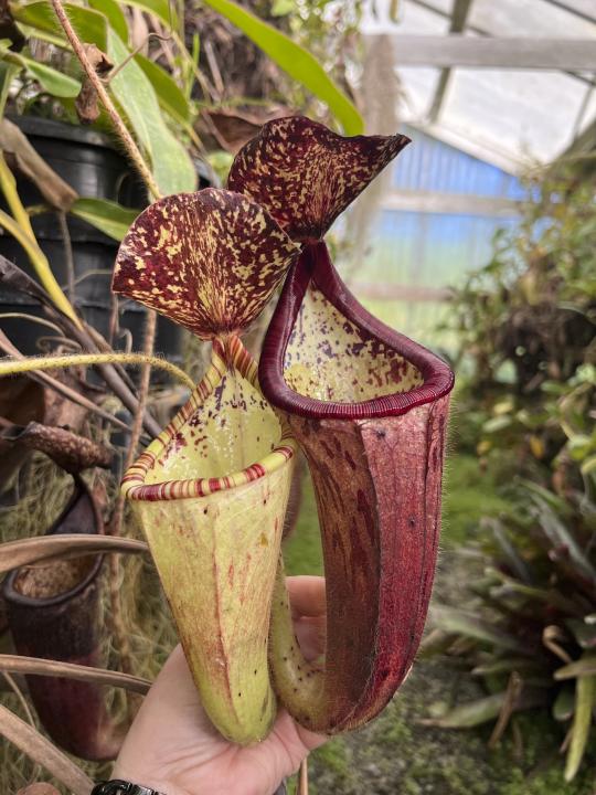 This undated image provided by California Carnivores shows a tropical pitcher plant (Nepenthes spp). (California Carnivores via AP)