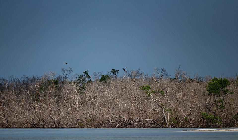 A pair of bald eagles are seen over Hurricane Ian ravaged mangroves at Bunche Beach in Fort Myers on Tuesday, Sept. 12, 2023.