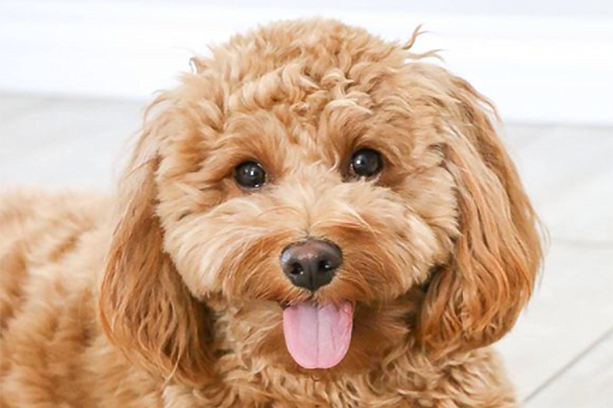 Goldendoodle with a puppy cut