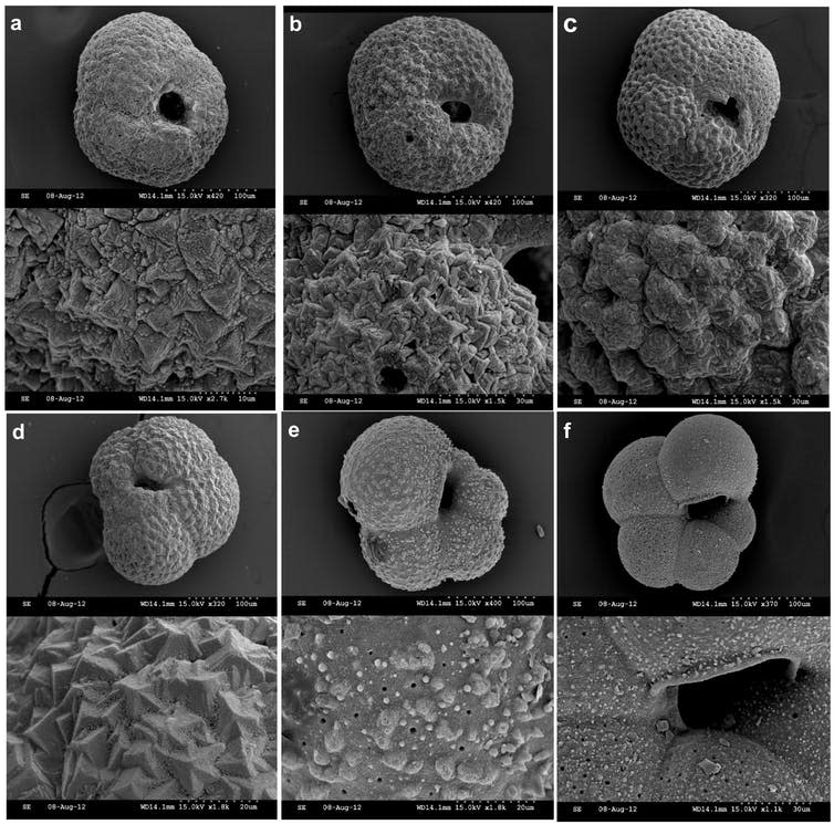 <span class="caption">Electron microscope images of planktonic foraminifera N. pachyderma from Pine Island Bay. Scale bar: 100µm equals 0.1mm.</span> <span class="attribution"><span class="source">Nature Publishing Group</span></span>