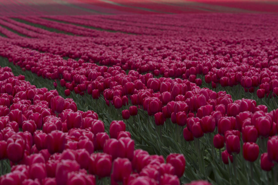 Tulip Fields Blossom Near Magdeburg