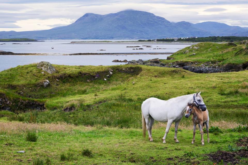 a mare and her colt, horses from connemara, in a field on the peninsula of rinvyle these horses are renowned for their elegance and robustness ardnagreevagh, rinvyle peninsula, connemara, county of galway, ireland