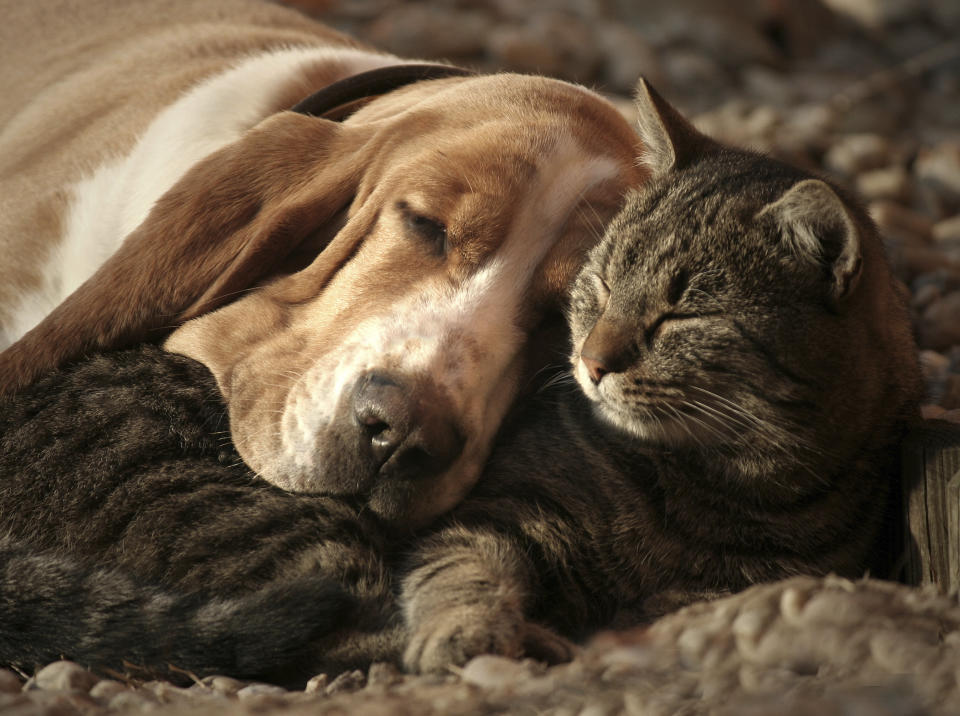 Dogs and cats sleeping together.