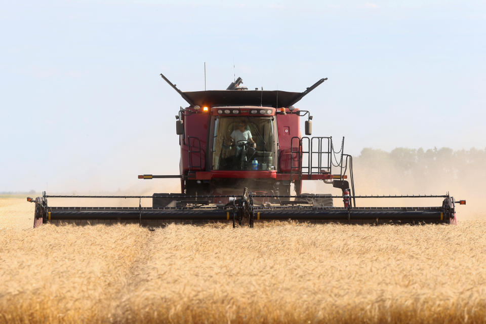 Spring wheat is harvested on a farm near Beausejour, Manitoba, Canada August 20, 2020.  REUTERS/Shannon VanRaes