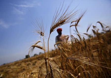 A farmer stands in his wheat field, which was damaged by unseasonal rains, at Vaidi village in Uttar Pradesh, March 25, 2015. REUTERS/Anindito Mukherjee