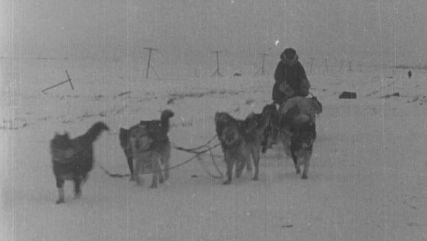 balto-dog-sled-620.jpg 