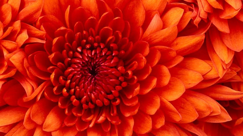 Chrysanthemum