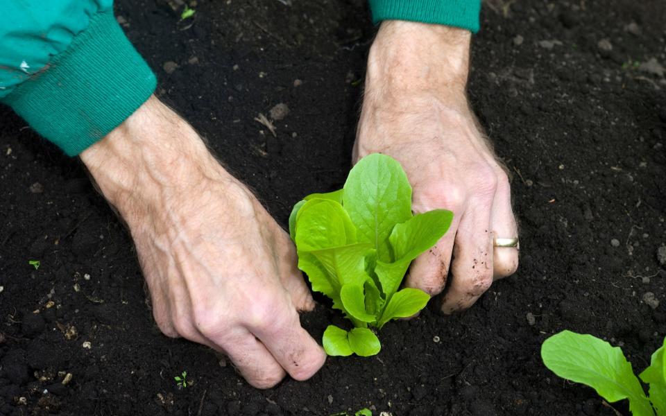 Planting a lettuce - Alamy