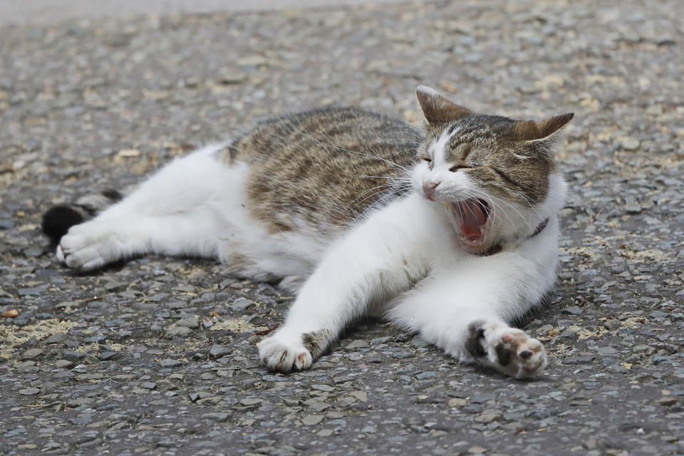 FILE - In this Tuesday, June 13, 2017 file photo, Larry the 10 Downing street cat yawns whilst lying on the street as the leader of Northern Ireland's Democratic Unionist Party (DUP) Arlene Foster meets with Britain's Prime Minister Theresa May in 10 Downing Street n London. Monday, Feb. 15, 2021 marks the 10th anniversary of rescue cat Larry becoming Chief Mouser to the Cabinet Office in a bid to deal with a rat problem at 10 Downing Street. (AP Photo/Frank Augstein, file)