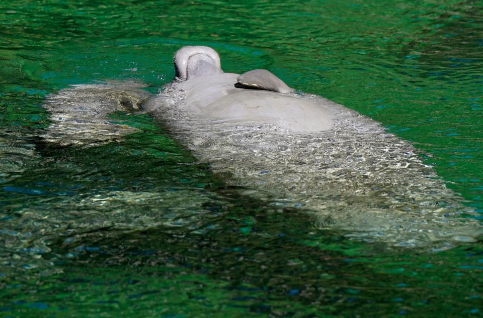 Manatees at Blue Spring State Park in Orange City, Tuesday, Feb. 6, 2024.