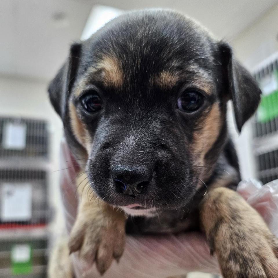 Margot is an adorable 2-month-old Chihuahua. This sweet girl, along with her littermates – who are just as adorable – are ready for a family to grow up with. The hours you’ll spend training her when she’s young will be rewarded with a well-behaved loyal companion.