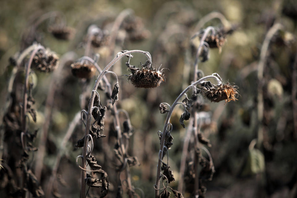 Dried sunflowers are seen in a field near the Bulgarian capital Sofia, Thursday, Aug 23, 2012  After the harshest winter in decades, the Balkans in the southeast of Europe is now facing its hottest summer and the worst drought in what officials across the region say is nearly 40 years. The record-setting average temperatures  which scientists say have been steadily rising over the past years as the result of the global warming  have ravaged crops, vegetable, fruit and power production in the region which is already badly hit by the global economic crisis.. (AP Photo/Valentina Petrova)