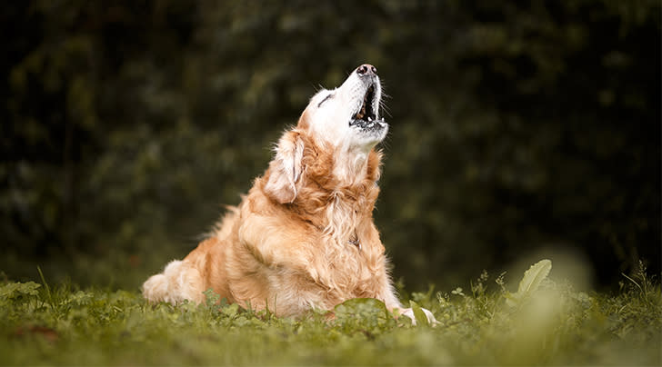 do dogs howl when they are in pain