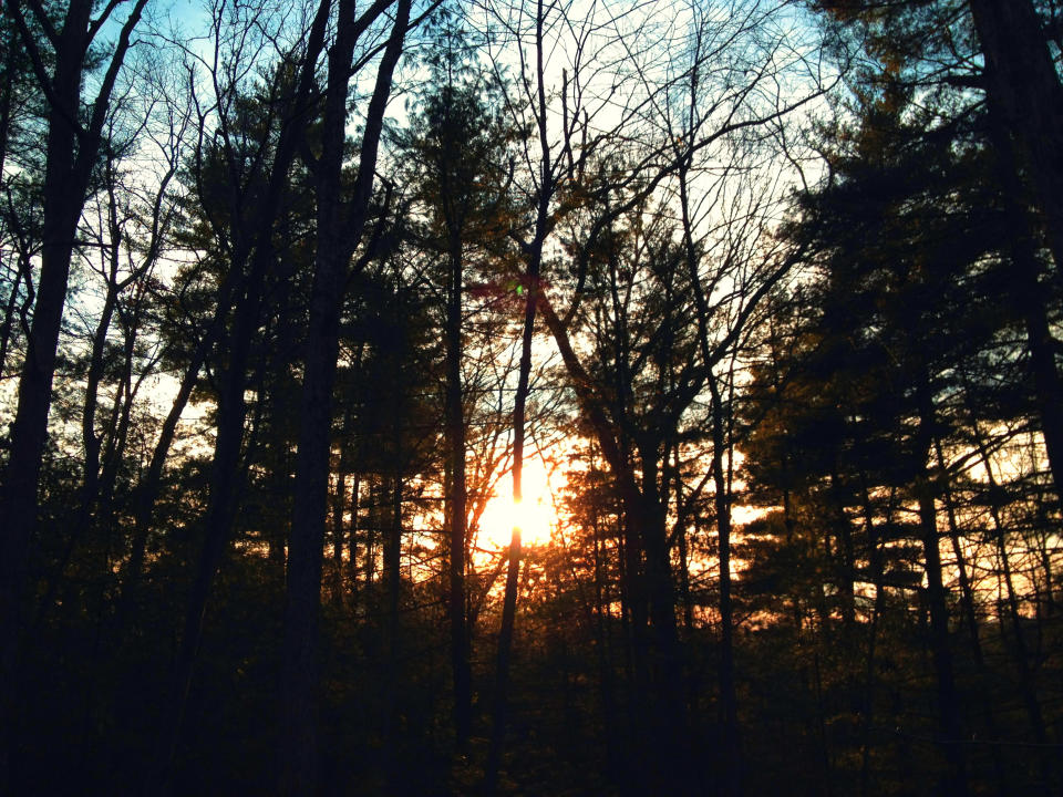 Sunset seen through the trees in Newtown, Conn.