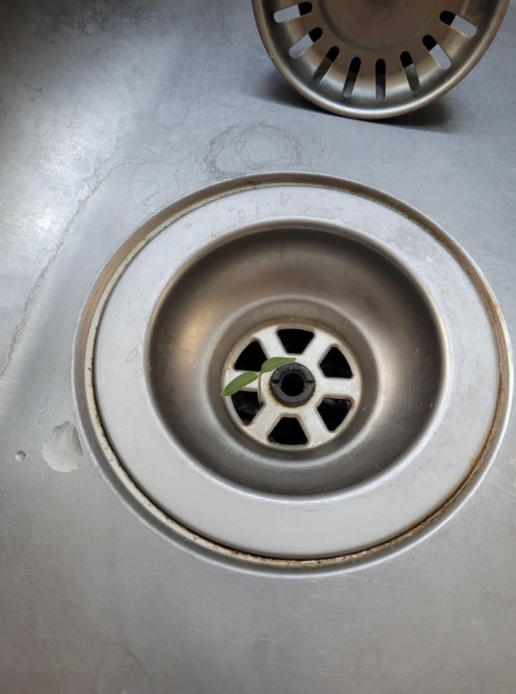 A plant in the drain