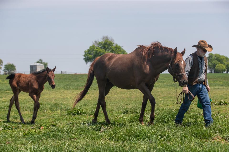 Westward Farm's Kevin Harris tends to Silent Candy, the dam of Epicenter, as her newest foal trails behind. Epicenter is projected to be a top contender in the 148th Kentucky Derby. The small farm in Bowling Green, Kentucky got into thoroughbreds in the early 1960s and is ran by three brothers and their sons. Epicenter will be the second horse to compete in the Derby from the farm with Heliorise competing in the Derby in 1971 as the first. April 28, 2022 