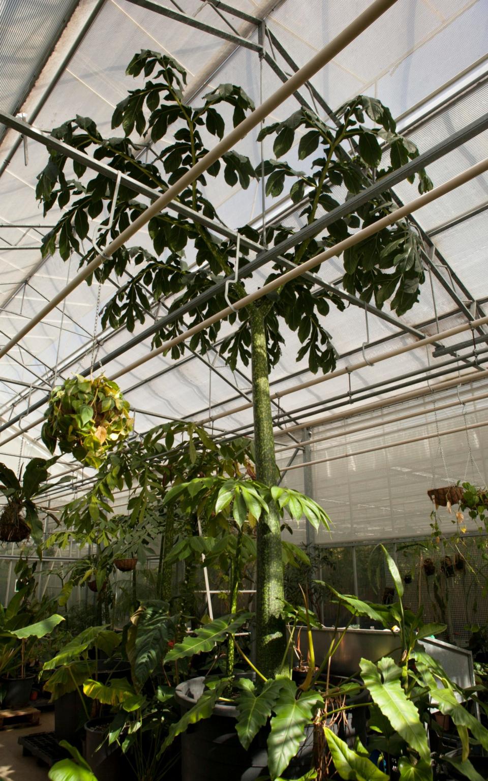 The Araceae collection, including propagated corpse flowers, at the nursery  - Credit: Rii Schroer