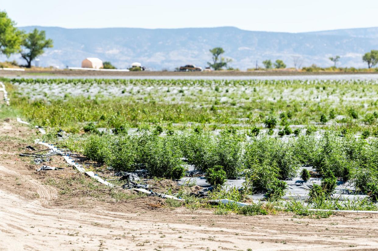 <span class="caption">Hemp plants growing on a farm in Colorado.</span> <span class="attribution"><a class="link " href="https://www.gettyimages.com/detail/photo/rows-of-green-medicinal-hemp-plants-growing-on-farm-royalty-free-image/1190284841?adppopup=true" rel="nofollow noopener" target="_blank" data-ylk="slk:krblokhin/Getty Images;elm:context_link;itc:0;sec:content-canvas">krblokhin/Getty Images</a></span>