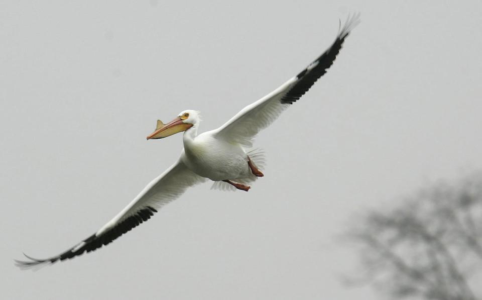 An American white pelican loops around looking for a landing spot, Tuesday, March 28, 2006, near the Coralville Lake Marina in Iowa City, Iowa. Pelicans are in the area temporarily during a seasonal migration from the U.S. Gulf Coast to northern Minnesota and Canada. According to Brad Friedhof, a naturalist with the Johnson County Conservation Board, the birds will be around for up to a month.