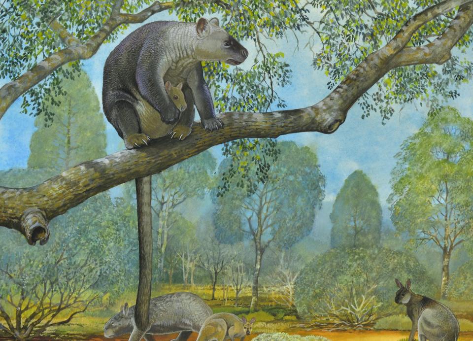 Reconstruction of the giant tree-kangaroo <em>Bohra illuminata</em>, Nullarbor region, 250,000 years ago. Peter Schouten, Author provided