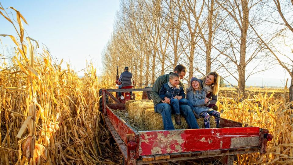 parents and to children enjoying a hayride through a cornfield