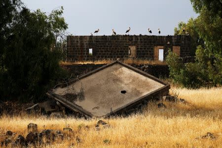 Storks stand on an old building in the Israeli-occupied Golan Heights, Israel May 9, 2018. REUTERS/Amir Cohen