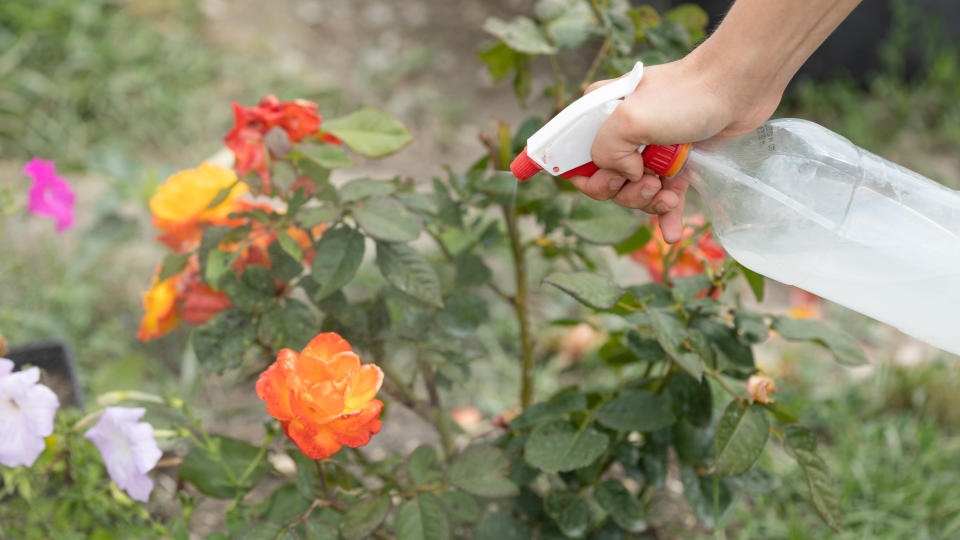 Spraying plant with homemade repellent