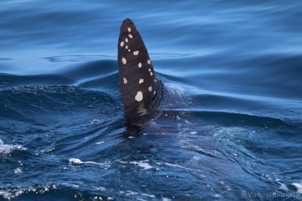 a sunfish swims near the surface of the sea.