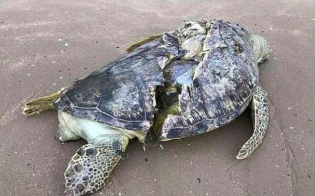 Tragic: The sea turtle had effectively been sliced in half (Chandran V R)