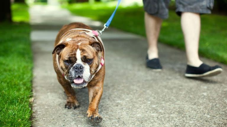 Oopoeh conecta a personas con perros que están ocupadas con personas mayores que quieren disfrutar de la compañía de una mascota