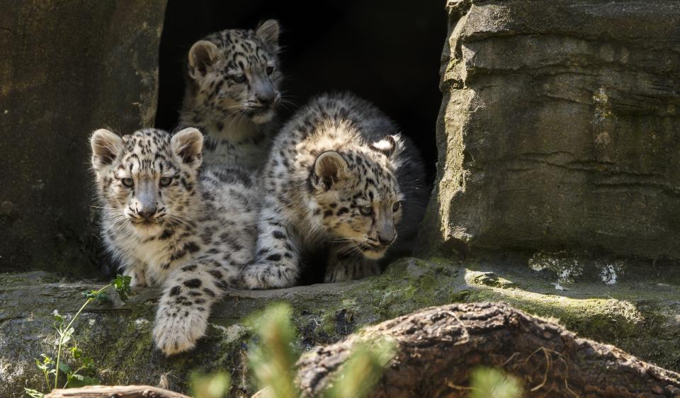 Three 12 week old snow leopard cubs, Animesh, Ariun and the third as yet un-named cub venture from their cave at Marwell Zoo near Winchester for the first time.