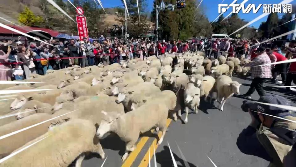 清境農場「奔羊節」熱鬧開跑！