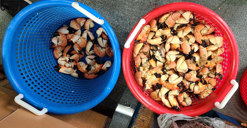 Stone crabs are sorted by size and weighed a second time after cooking.