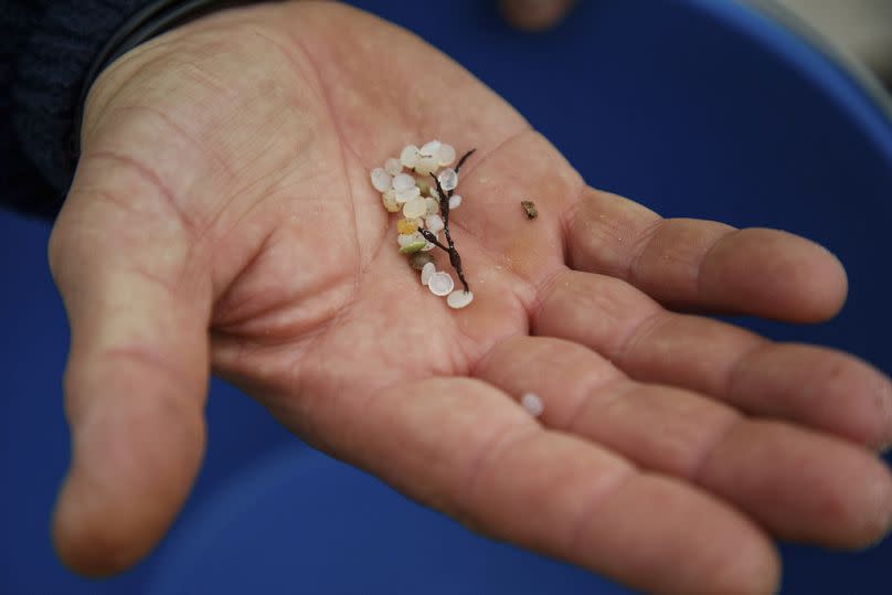 A volunteer shows plastic pellets collected from a beach in Nigran, Pontevedra, Spain, Tuesday, Jan. 9, 2024.