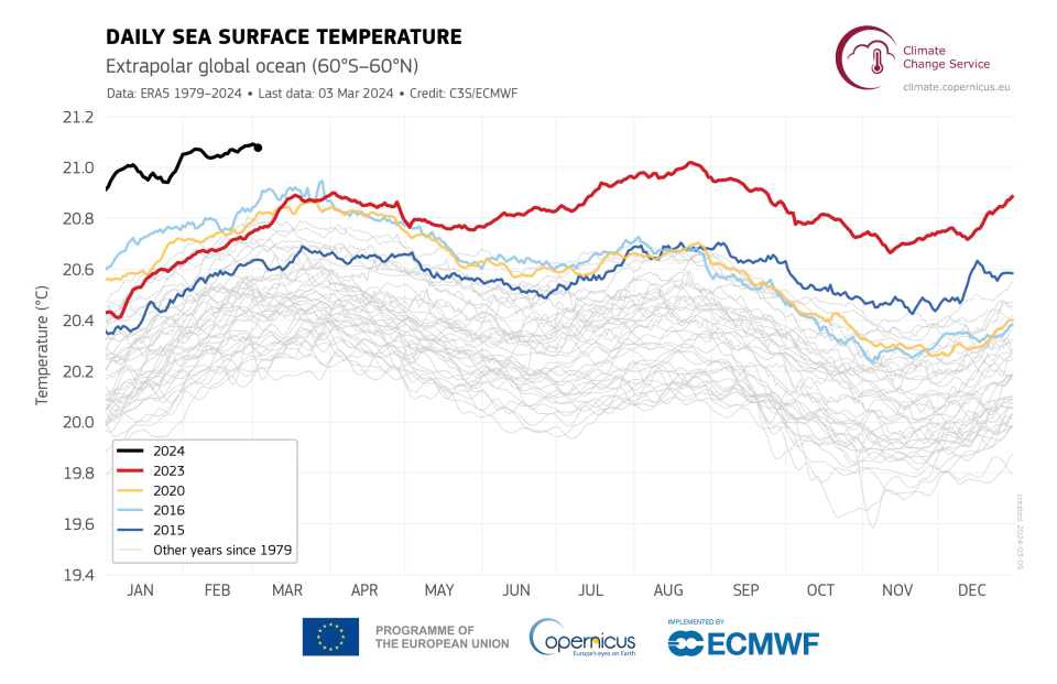 Daily sea surface temperature (°C) averaged over the extra-polar global ocean (60°S–60°N) for 2015 (dark blue), 2016 (light blue), 2020 (yellow), 2023 (red), and 2024 (black line). All other years between 1979 and 2022 are shown with grey lines.  / Credit: Copernicus Climate Change Service/ECMWF