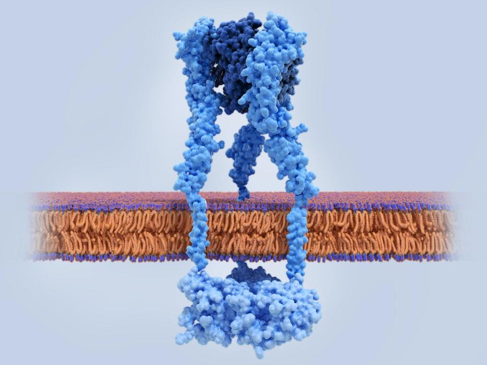 TNF (blue) is implicated in a number of inflammatory diseases. <a href="https://www.gettyimages.com/detail/photo/the-tumor-necrosis-factor-receptor-with-tnf-bound-royalty-free-image/1247890721" rel="nofollow noopener" target="_blank" data-ylk="slk:selvanegra/iStock via Getty Images Plus;elm:context_link;itc:0;sec:content-canvas" class="link ">selvanegra/iStock via Getty Images Plus</a>