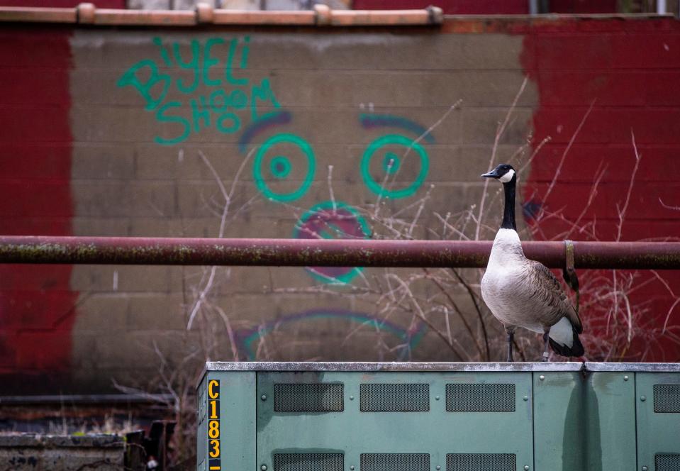 A goose stands on an electrical box with graffiti in the background at the 100 Center building  March 31 in Mishawaka. The old Kamm and Schellinger Brewery building, built in 1853, is for sale and faces an uncertain future as the building is showing signs of blight.