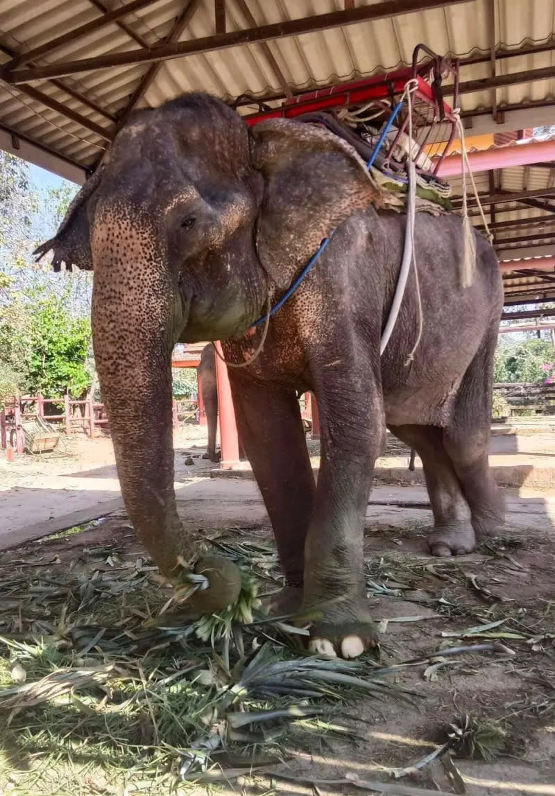 ▲大象奶奶Somboon工作長達80年。（圖／取自FB@Save Elephant Foundation）