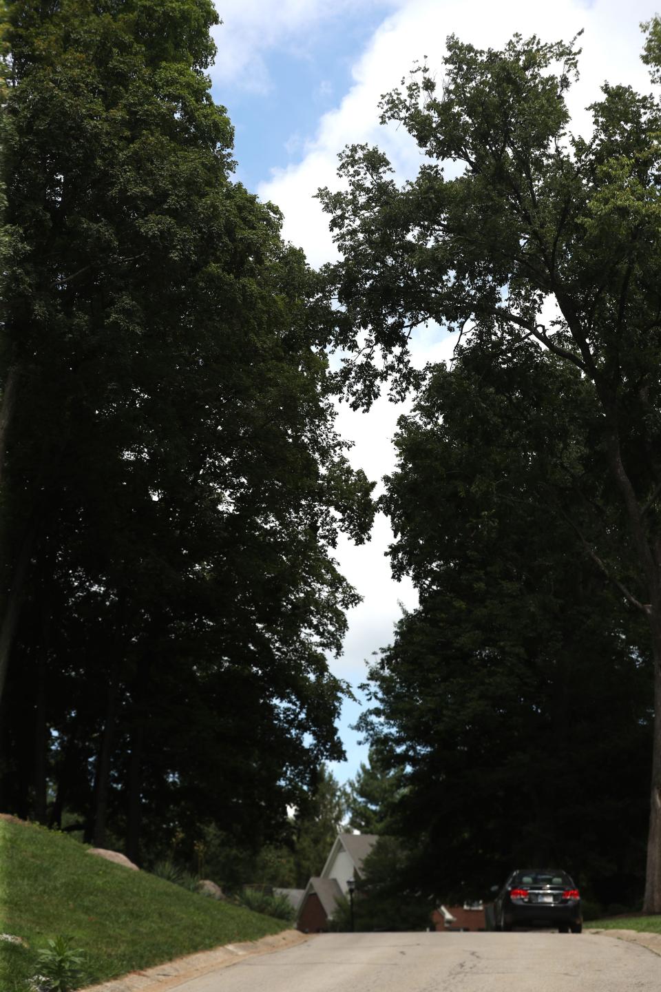 Plenty of trees along Woodstone Way in Jefferson County.Aug. 8, 2023