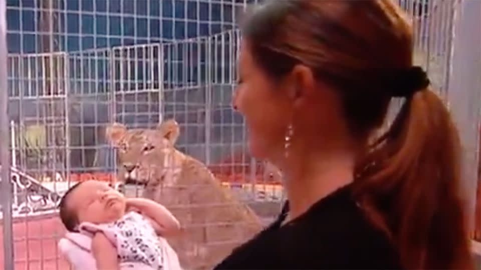 No longer the centre of attention, one lion could only watch on as little Harlan stole the spotlight. Source: 7 News