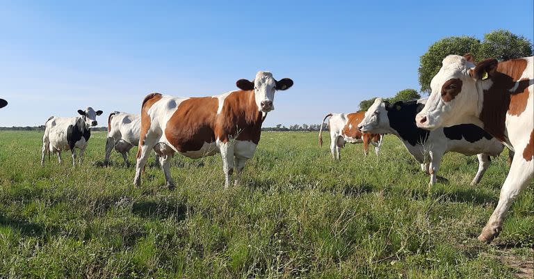 La raza Montbeliarde se comporta muy bien ante el estrés calórico y no reduce la producción por altas temperaturas