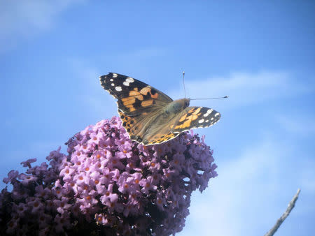 The painted lady butterfly (Vanessa cardui), pictured, is a major component of the large day-flying insect migrants studied by radar in the new study, measuring migration annually over a region in south-central England monitored with specialized radar and a balloon-supported aerial netting system, scientists said, December 22, 2016. Jane Hill/Handout via REUTERS