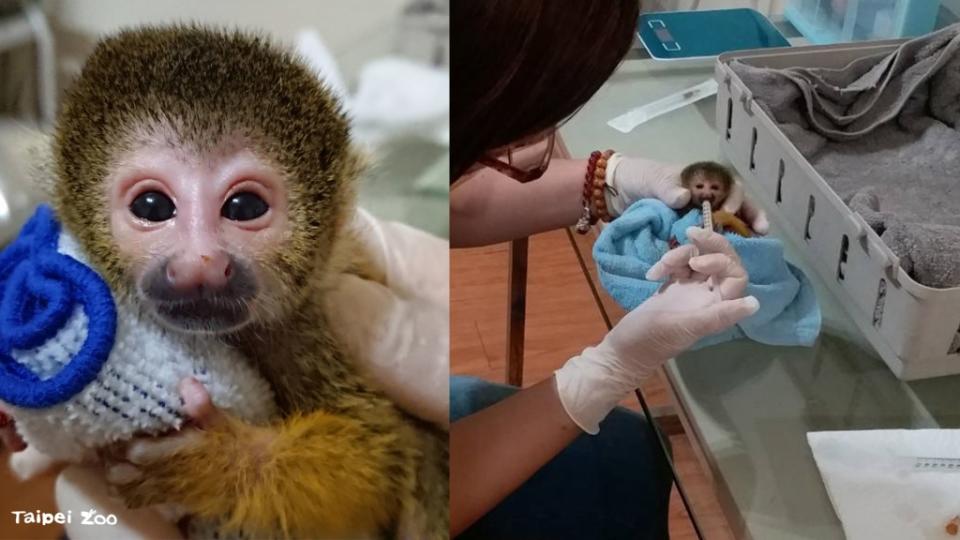 動物園又有新成員！黑冠松鼠猴寶寶被媽媽棄養 保育員人工哺育吸著小手甜睡