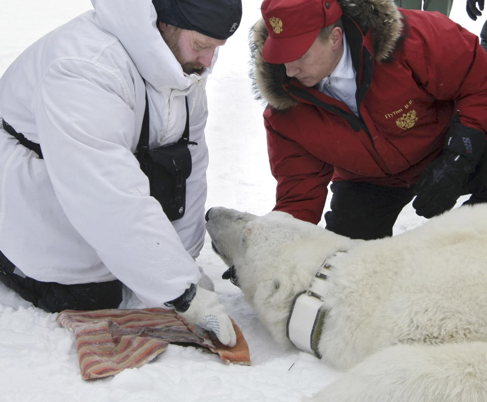 then Russian Prime Minister Vladimir Putin, right, fixes a radio beacon on a neck of a polar bear, which was anaesthetized, during a visit to a research institute at the Franz Josef Land archipelago in the Arctic Ocean. Putin has become alternately notorious and beloved for an array of adventurous stunts, including posing with a tiger cub and riding a horse bare-chested. (AP Photo/RIA Novosti, Alexei Nikolsky, Government Press Service, file)