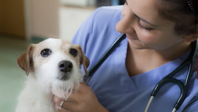 Interstitial Pneumonia in Dogs: Symptoms, Causes, & Treatments