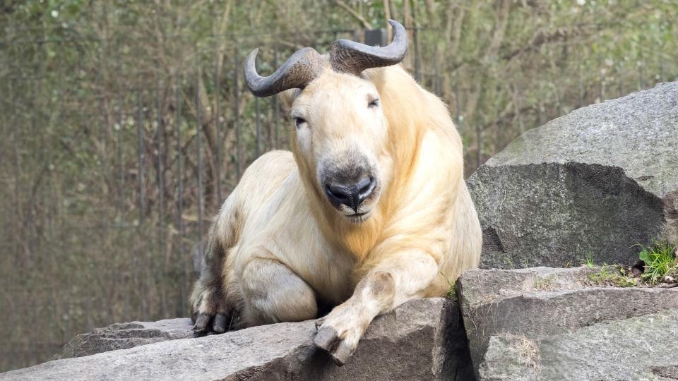 a golden takin resting on a rock facing the camera with trees in the background