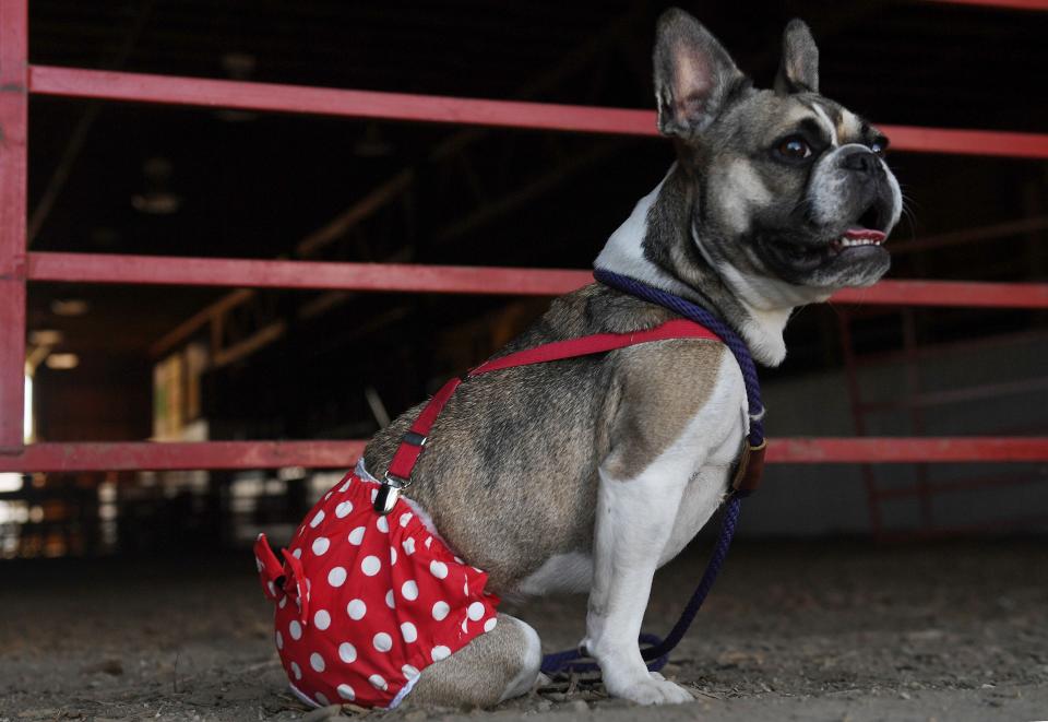 Piper, a 2-year-old French bulldog Boston terrier mix, poses at the Boone County Fairgrounds on Tuesday in Boone.