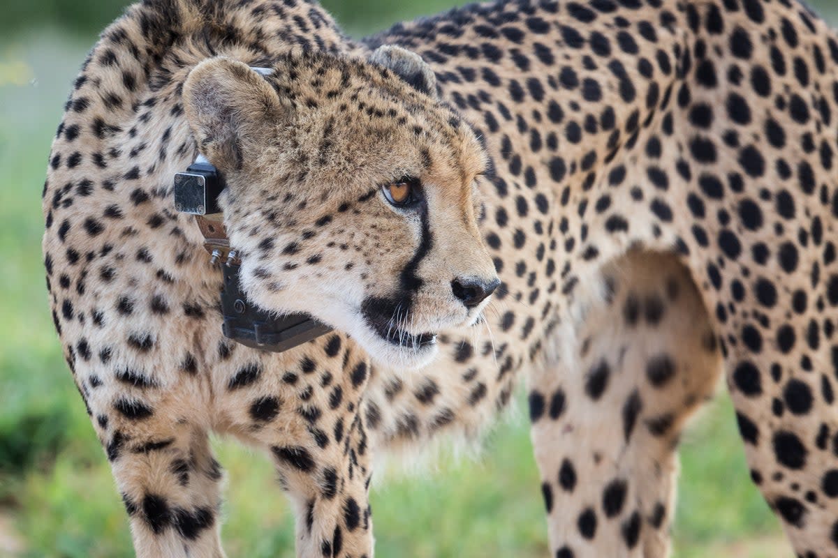 A Namibian cheetah set to enter India on September 17 fitted with satellite collar seen in the wild. A total of eight cheetahs are being flown down from Namibia to central India’s Kuno national park in an 11-hour journey marking the wild animal’s translocation project  (Cheetah Conservation Fund)